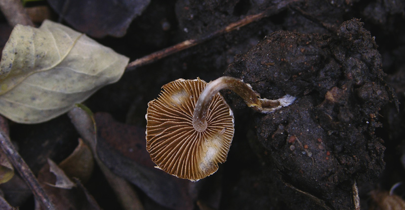 Galerina da determinare n�14.